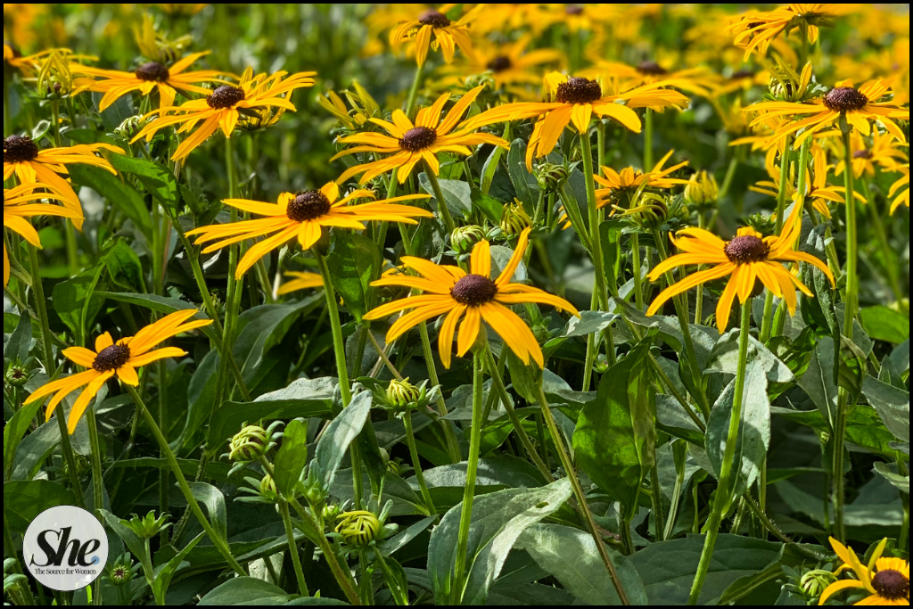 Rudbeckia