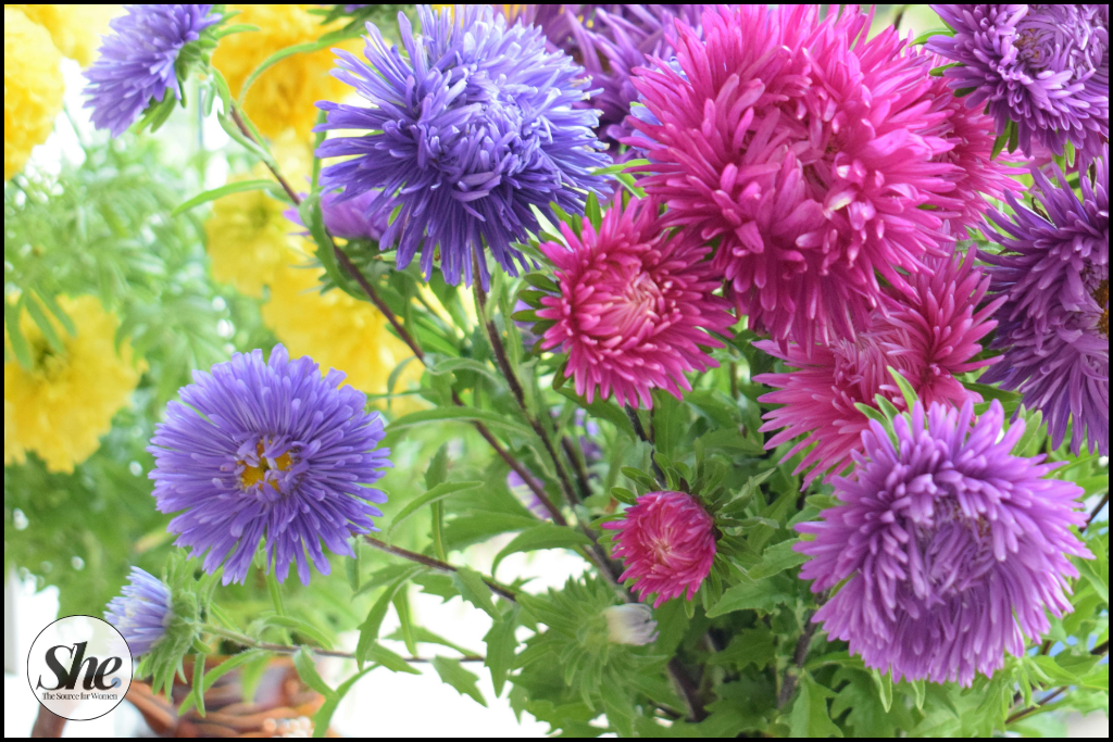 Asters