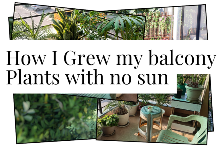 balcony plants