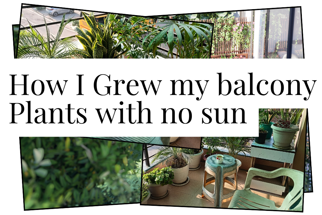 balcony plants