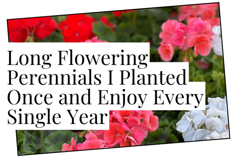 perennials
