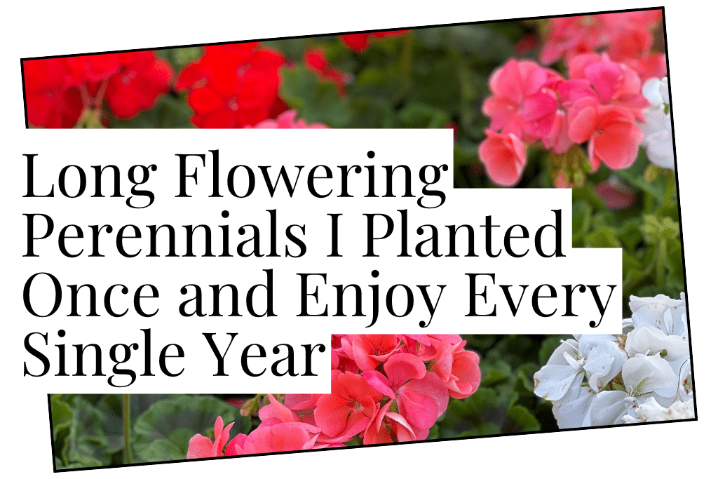 perennials