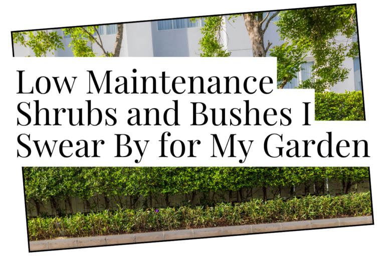 low maintenance shrubs