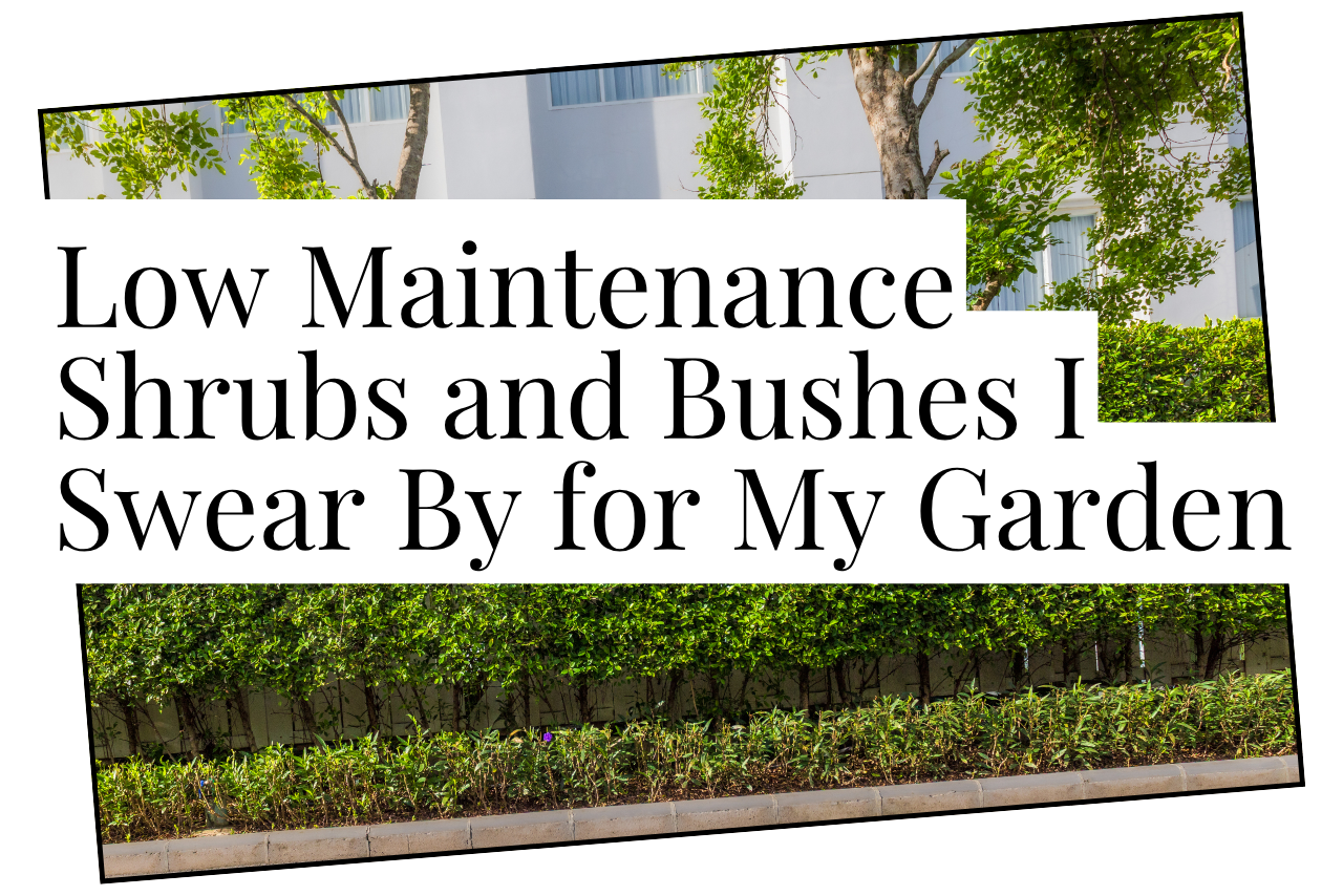 low maintenance shrubs